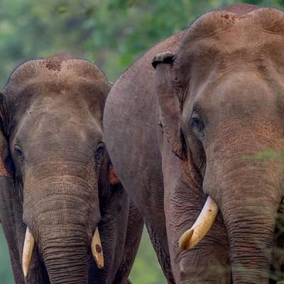 වසර 13කට පසු මෙරට අලි සංගණනයක්