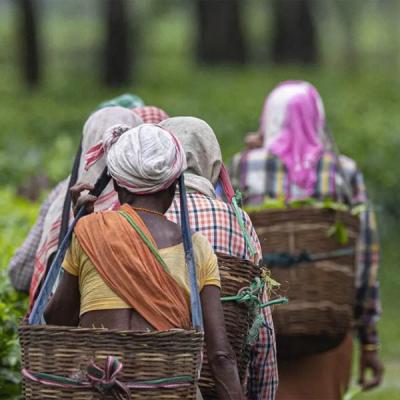 1700 වතු කම්කරු ගැසට්ටුව අත්හිටුවයි