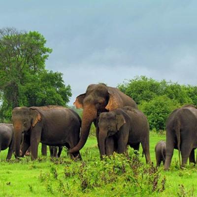 අලි සංගණනය ඇරඹෙයි