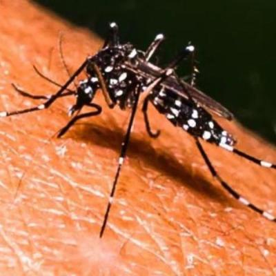 අප්‍රේල් ඩෙංගු රෝගීන් 5,018ක් : මරණ 6ක්