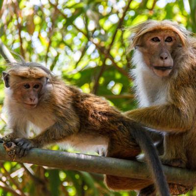 ජාතික සත්ත්ව සංගණන වාර්තාව එළියට