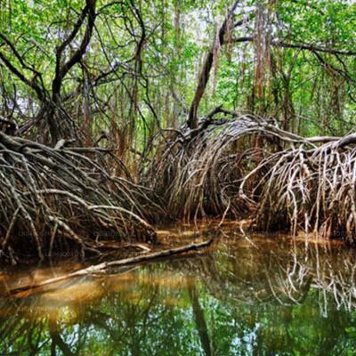 කඩොලාන වනාන්තර 08ක් රක්ෂිත ලෙස නම් කරන්න යයි