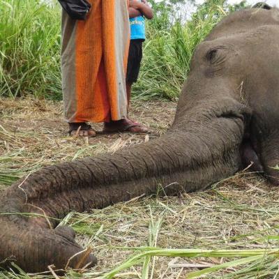 වන අලින්ගේ ආරක්ෂාවට STF සහය ඉල්ලයි