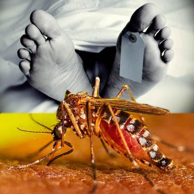 ඩෙංගු රෝගීන් 25,000ක් – ඩෙංගු මරණ නවයක්